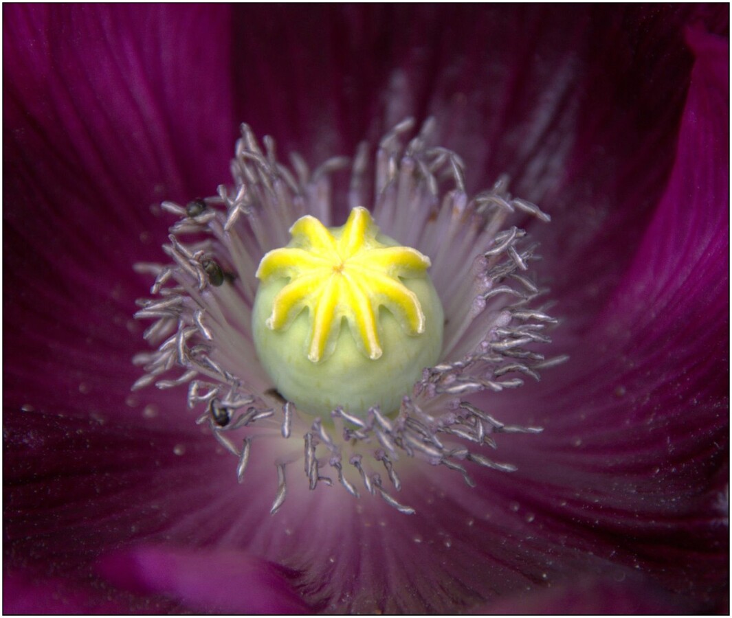 Seed capsule star burst - Colin Bailey